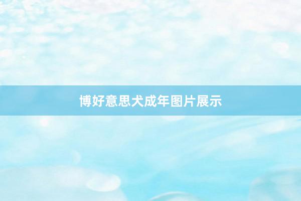 博好意思犬成年图片展示